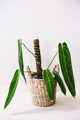 Anthurium warocqueanum